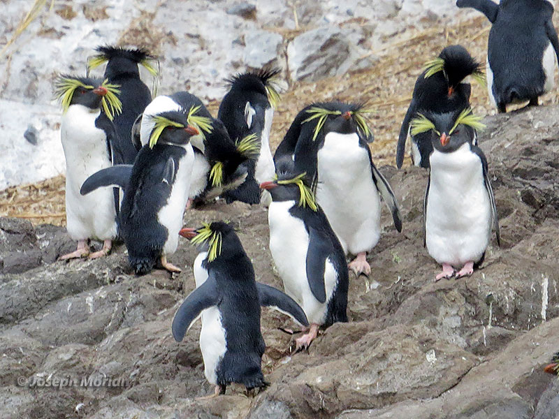 Moseley's Rockhopper Penguin (Eudyptes moseleyi) 