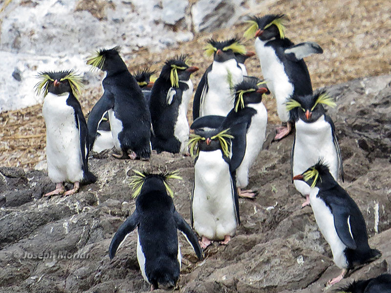 Moseley's Rockhopper Penguin (Eudyptes moseleyi) 