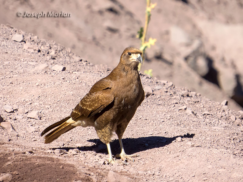 Mountain Caracara (Phalcoboenus megalopterus) 