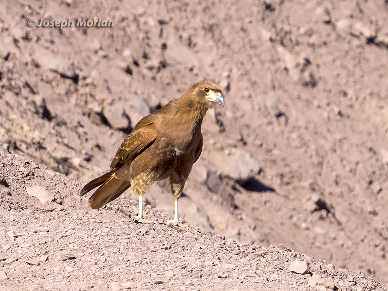 Mountain Caracara (Phalcoboenus megalopterus) 