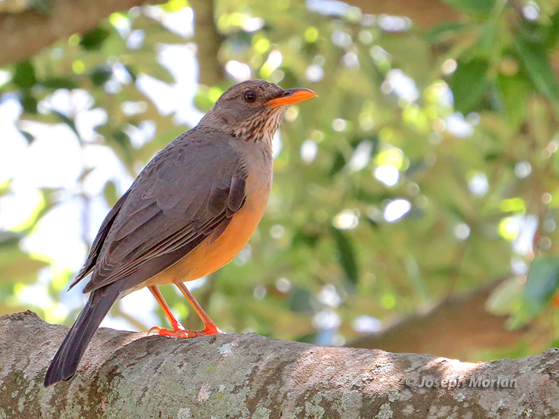 Olive Thrush (Turdus olivaceus) 