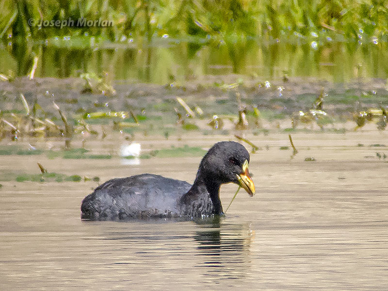 Red-gartered Coot (Fulica armillata) 