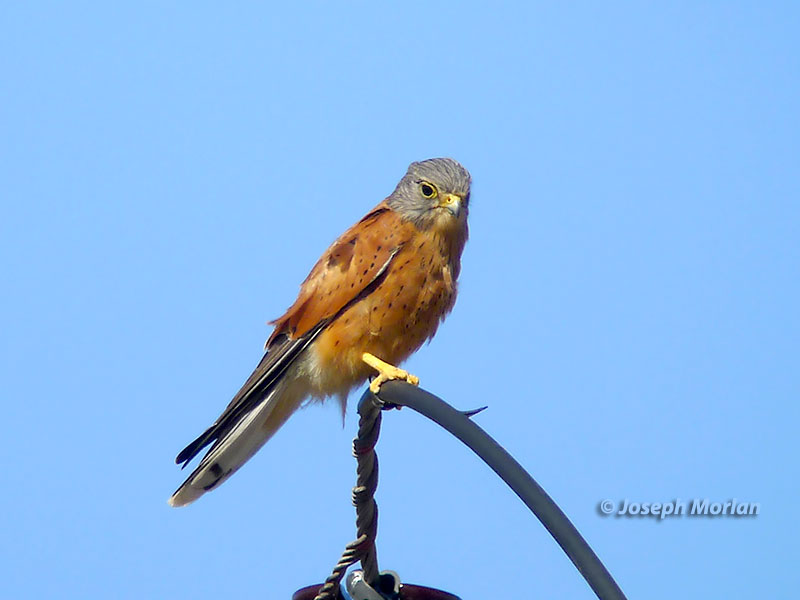 Rock Kestrel (Falco rupicolus) 