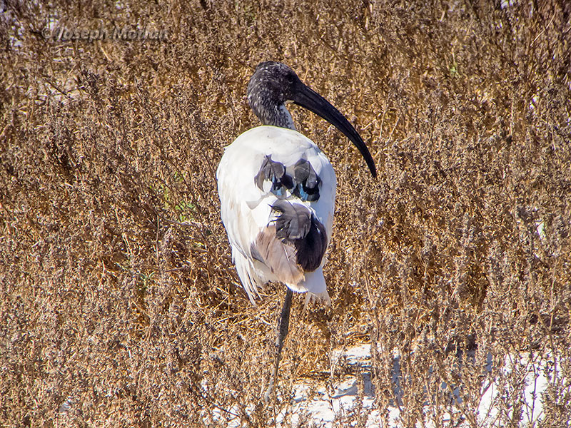 Sacred Ibis (Threskiornis aethiopicus) 