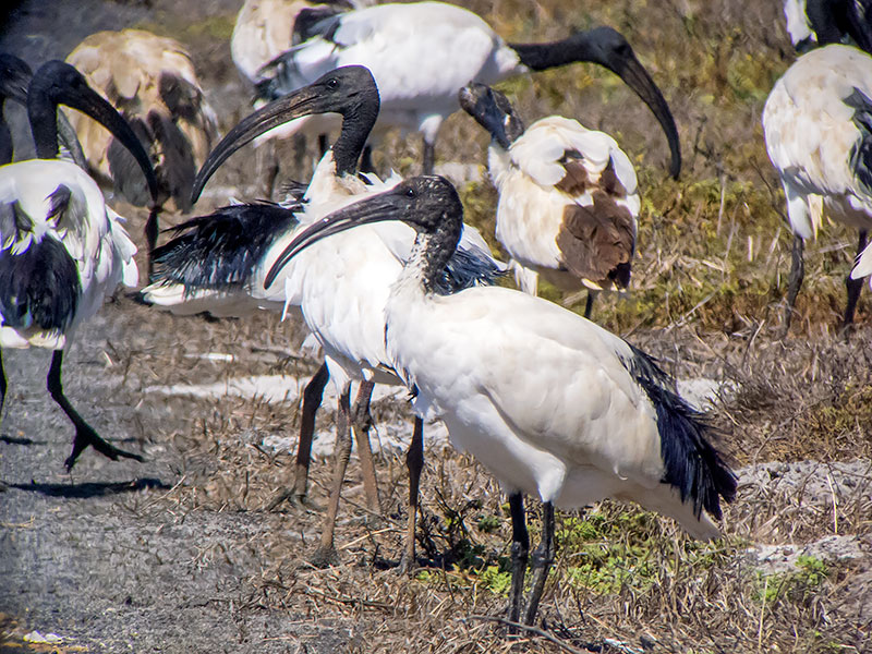 Sacred Ibis (Threskiornis aethiopicus)