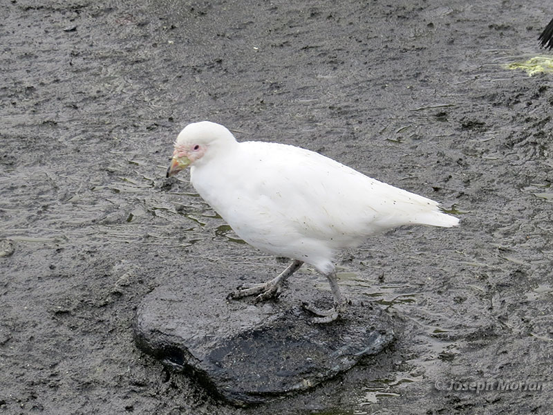 Snowy Sheathbill (Chionis albus)