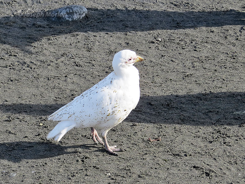 Snowy Sheathbill (Chionis albus)