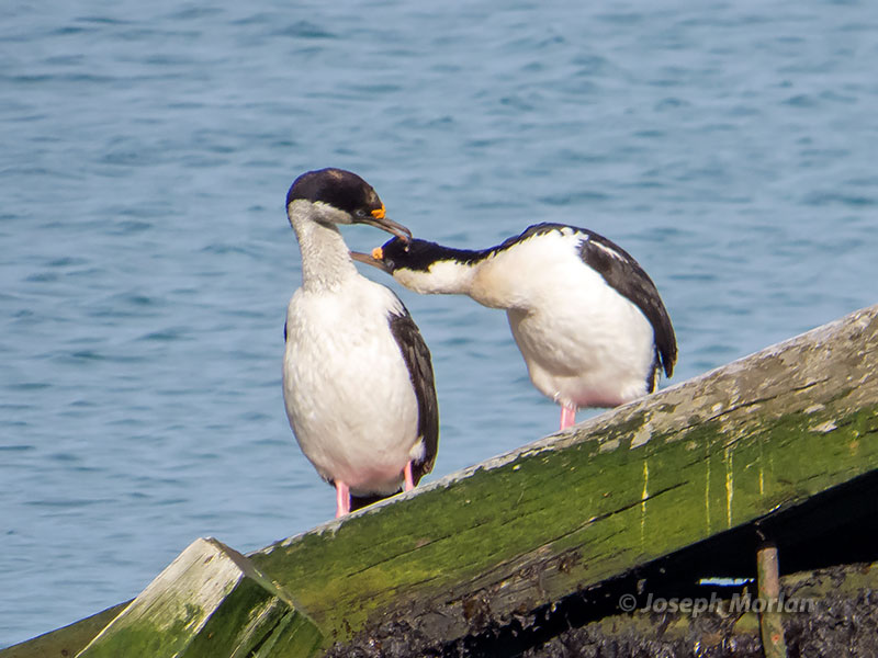 South Georgia Shag (Phalacrocorax georgianus) 