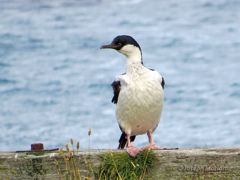 South Georgia Shag (Phalacrocorax georgianus) 