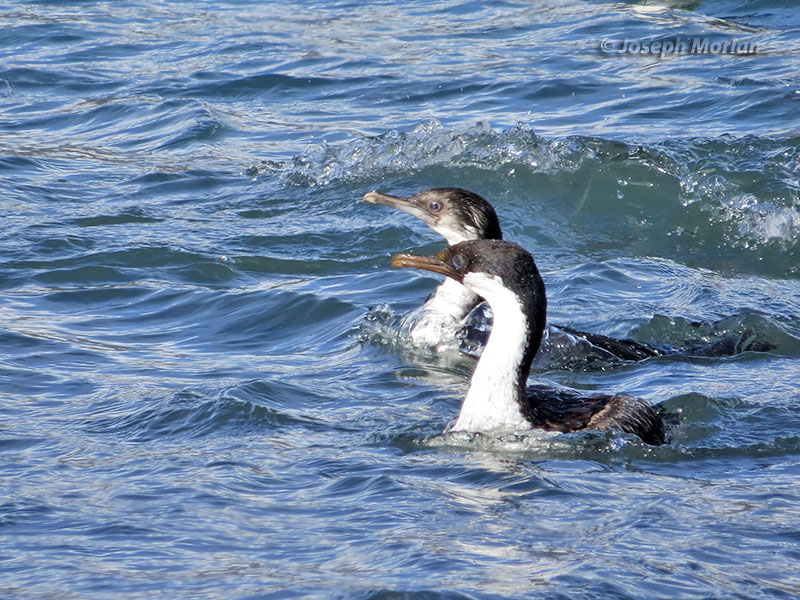 South Georgia Shag (Phalacrocorax georgianus)