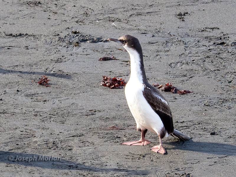 South Georgia Shag (Phalacrocorax georgianus)