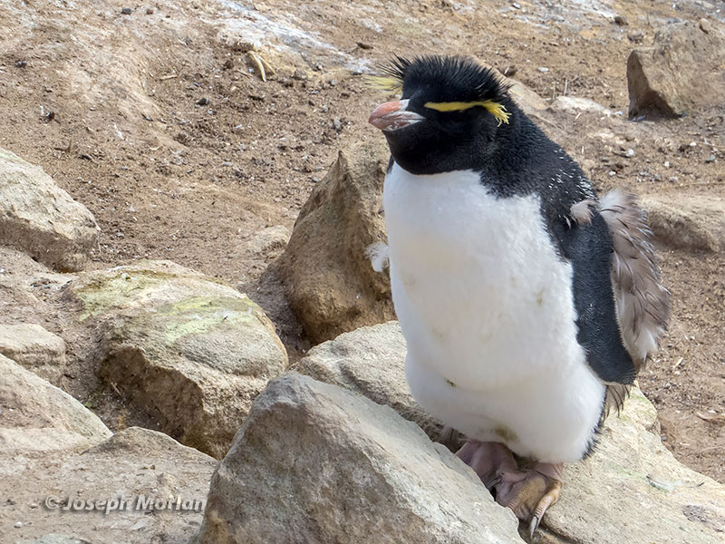 Southern Rockhopper Penguin (Eudyptes chrysocome) 