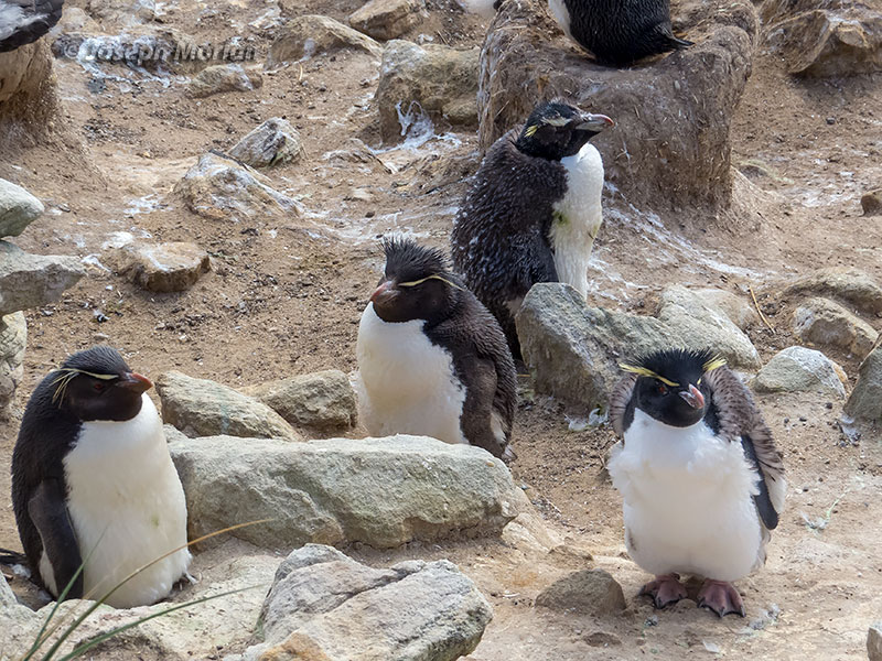 Southern Rockhopper Penguin (Eudyptes chrysocome) 