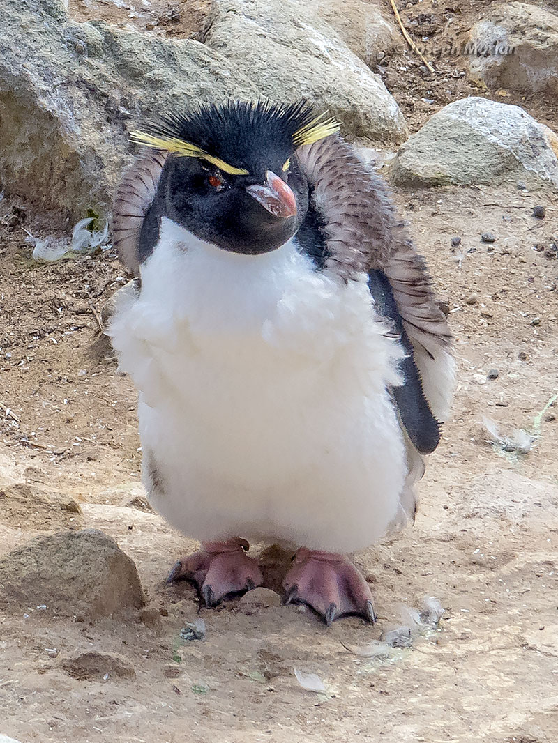 Southern Rockhopper Penguin (Eudyptes chrysocome) 