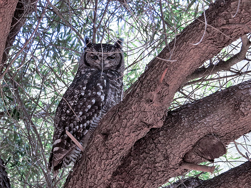 Spotted Eagle-Owl (Bubo africanus)