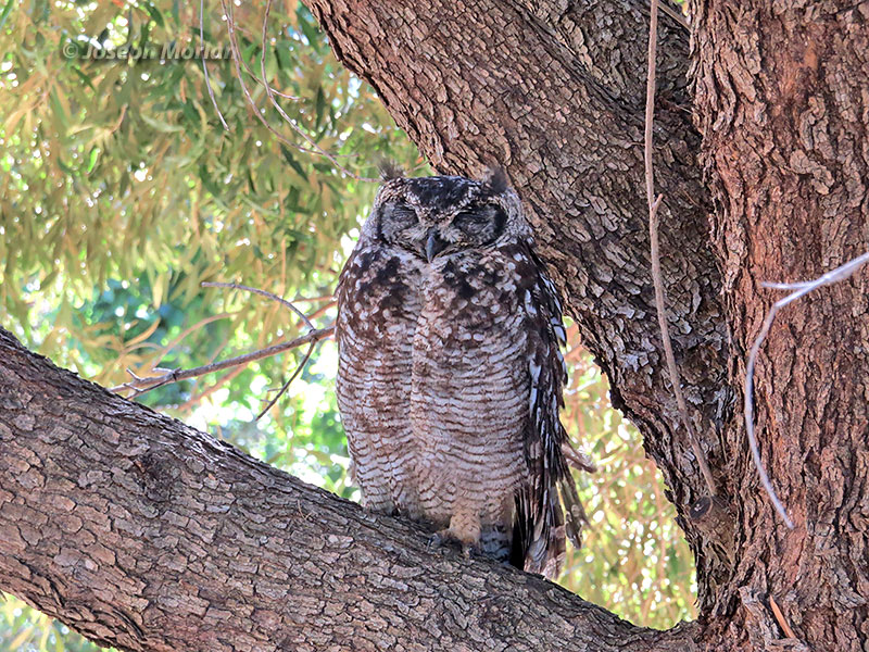 Spotted Eagle-Owl (Bubo africanus)