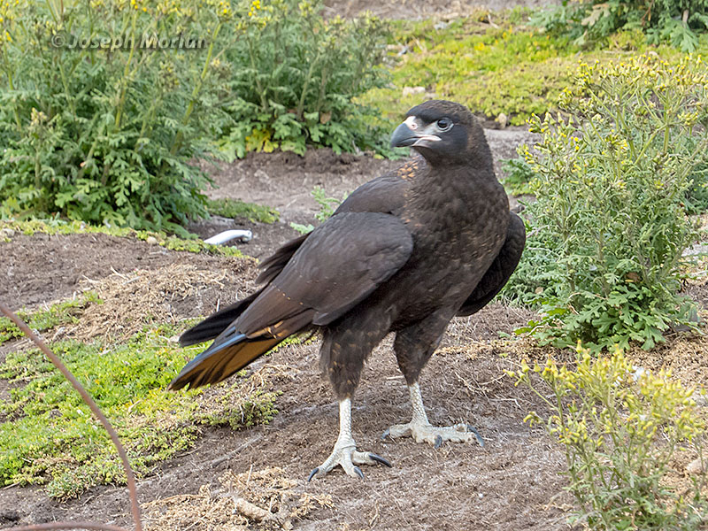 Striated Caracara (Phalcoboenus australis) 