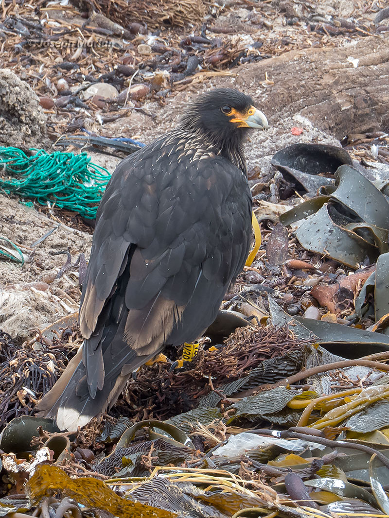 Striated Caracara (Phalcoboenus australis) 