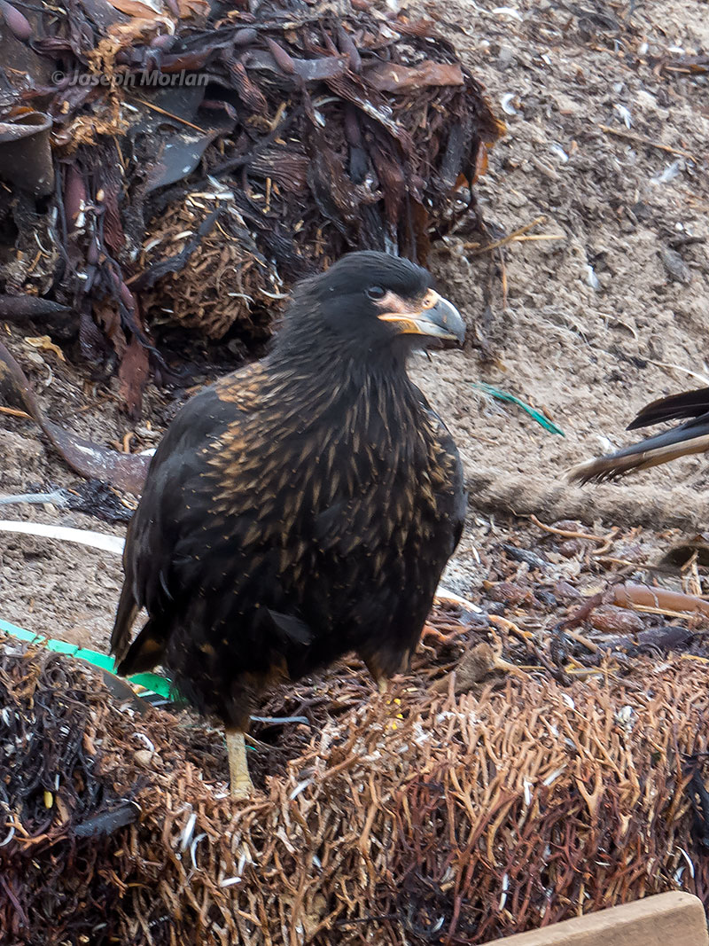 Striated Caracara (Phalcoboenus australis) 