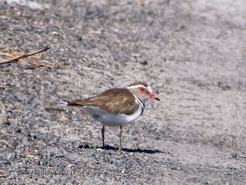 Three-banded Plover (Charadrius tricollaris) 