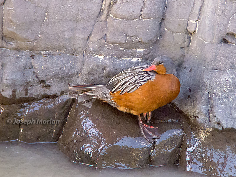 Torrent Duck (Merganetta armata)