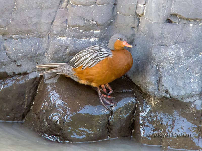 Torrent Duck (Merganetta armata)