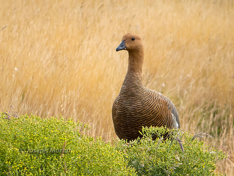 Upland Goose (Chloephaga picta)