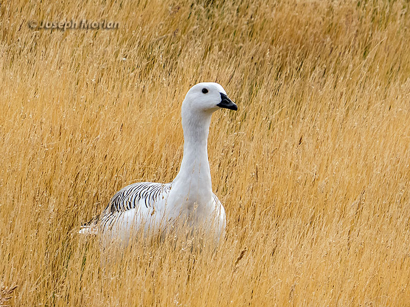 Upland Goose (Chloephaga picta)
