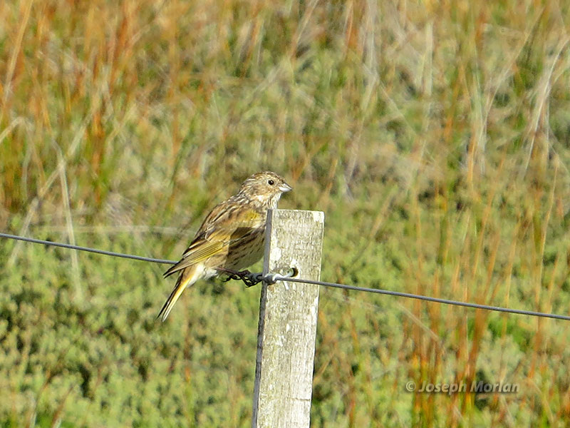 White-bridled Finch (Melanodera melanodera)