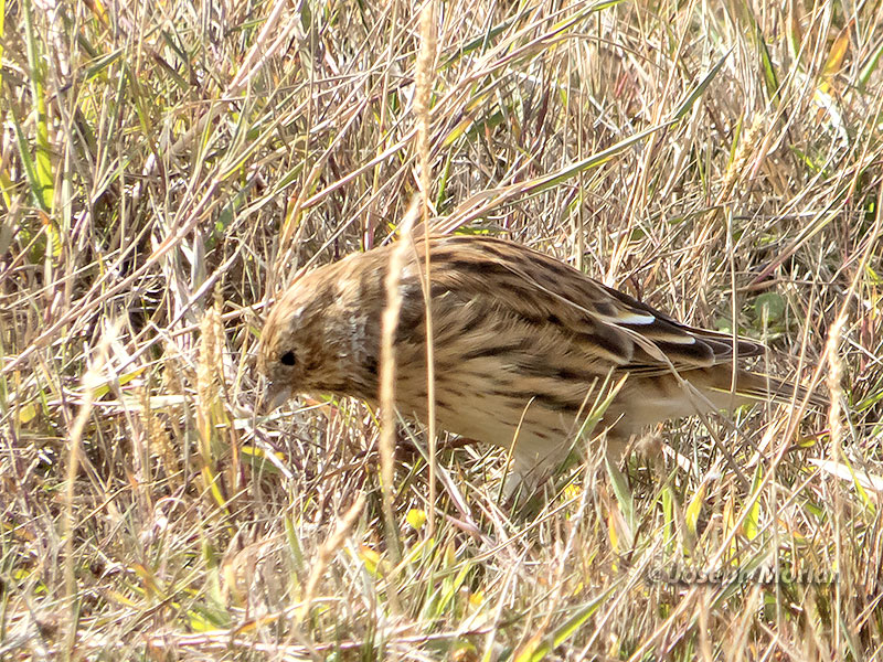 White-bridled Finch (Melanodera melanodera)