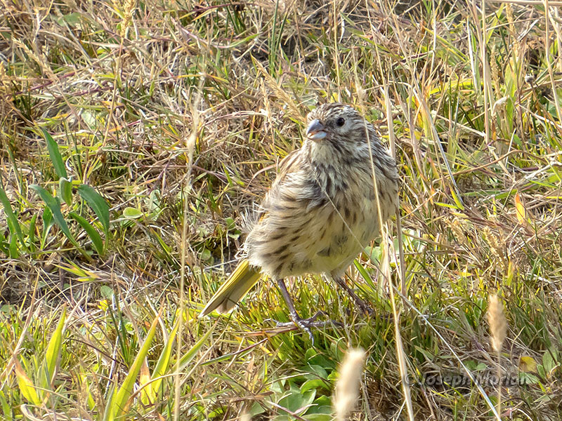 White-bridled Finch (Melanodera melanodera)