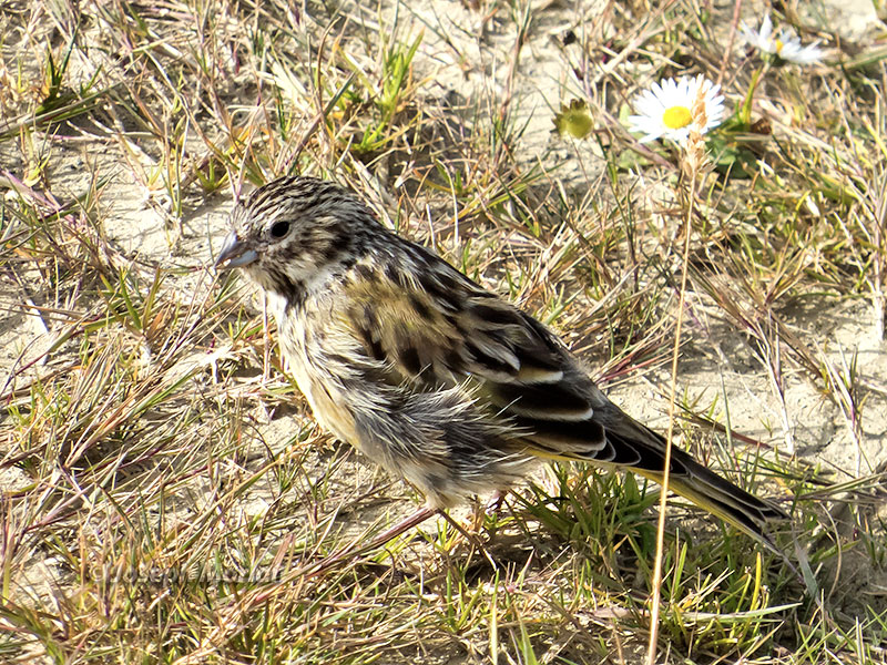 White-bridled Finch (Melanodera melanodera)