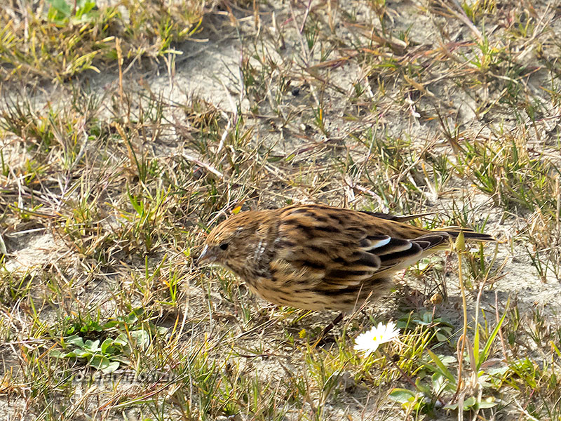 White-bridled Finch (Melanodera melanodera)