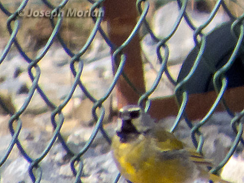 White-bridled Finch (Melanodera melanodera)