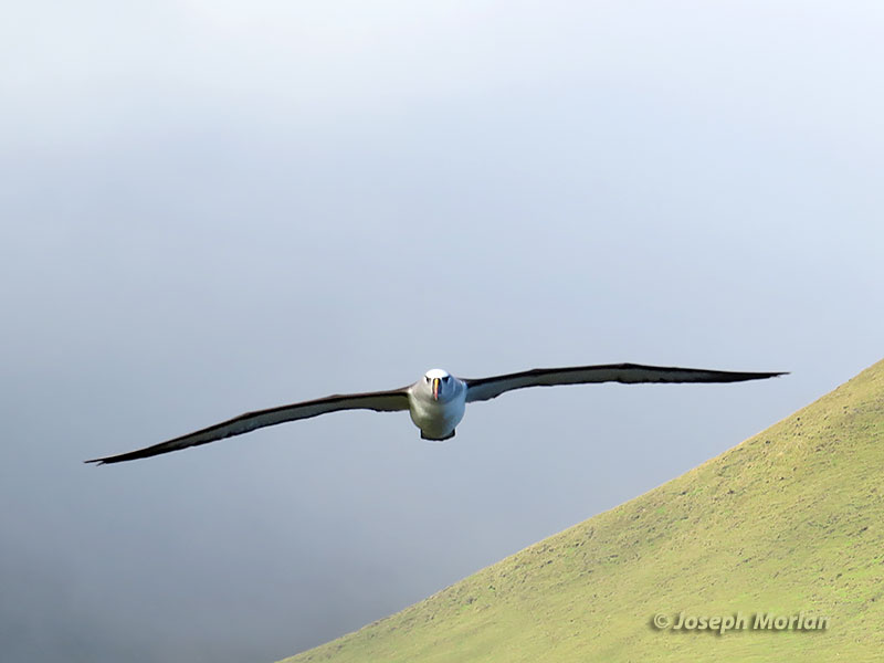 Yellow-nosed Albatross (Thalassarche chlororhynchos) 