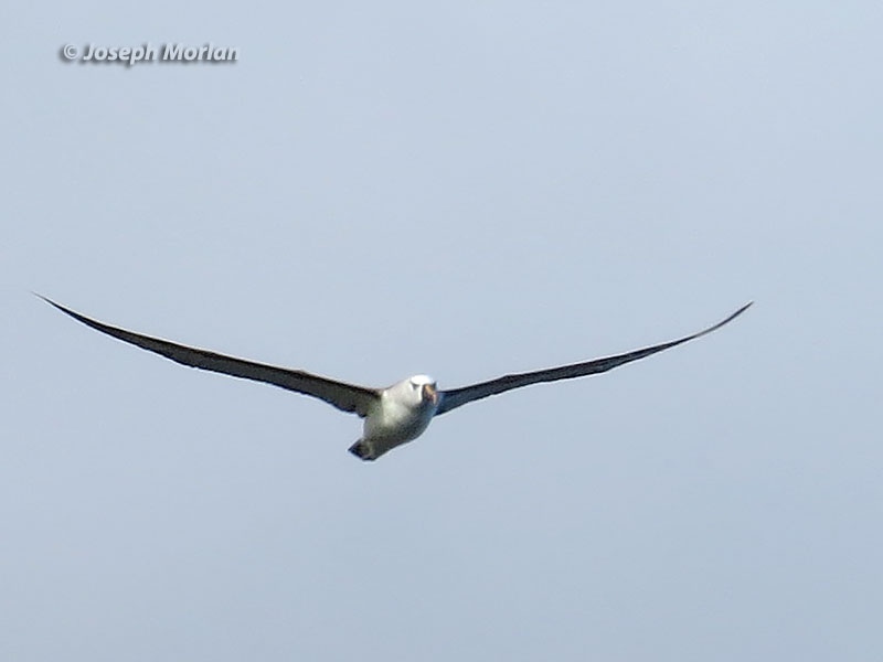 Yellow-nosed Albatross (Thalassarche chlororhynchos) 