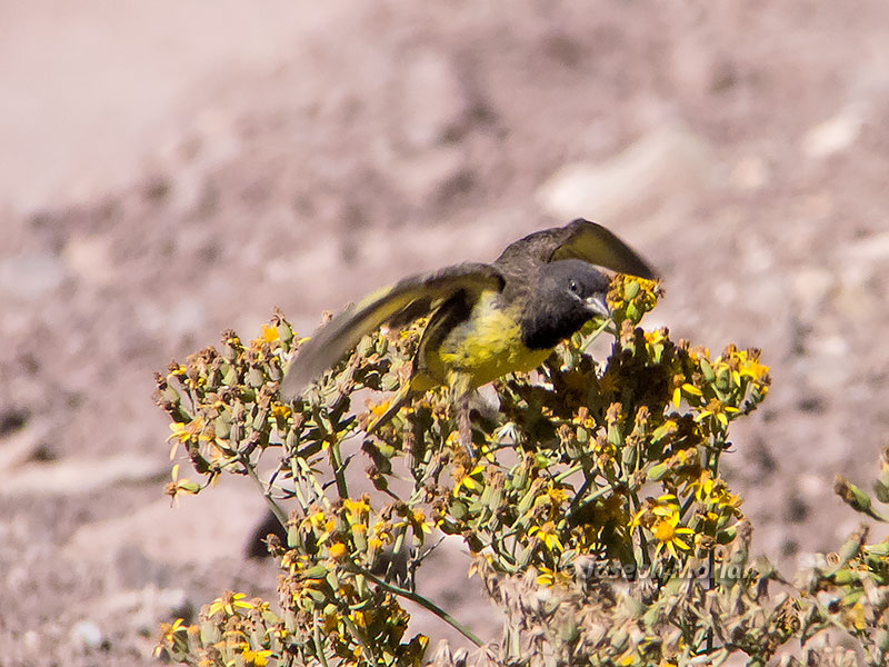 Yellow-rumped Siskin (Spinus uropygialis) 