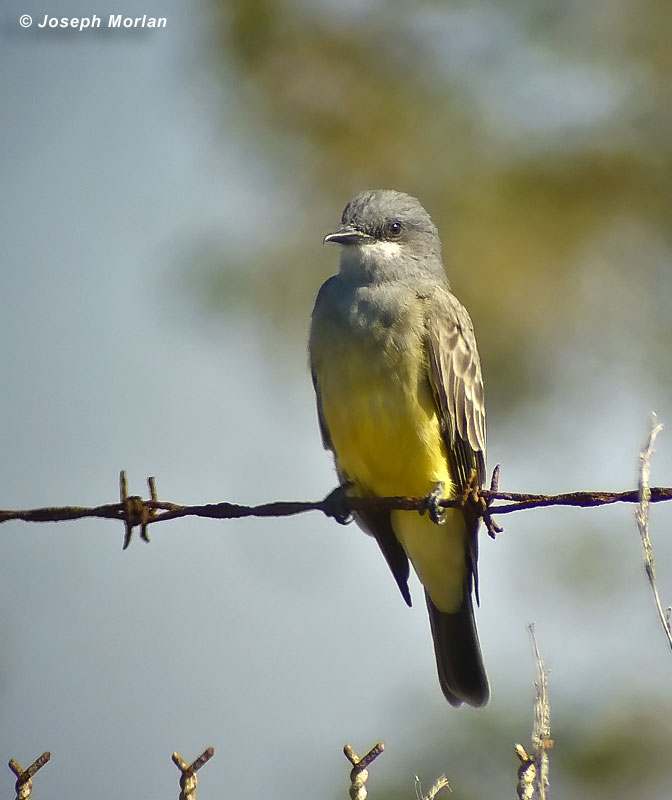 Cassin's Kingbird (Tyrannus vociferans)