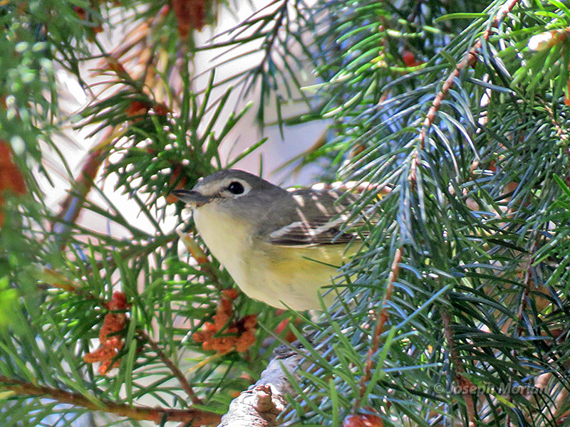 Cassin's Vireo (Vireo cassinii cassinii)