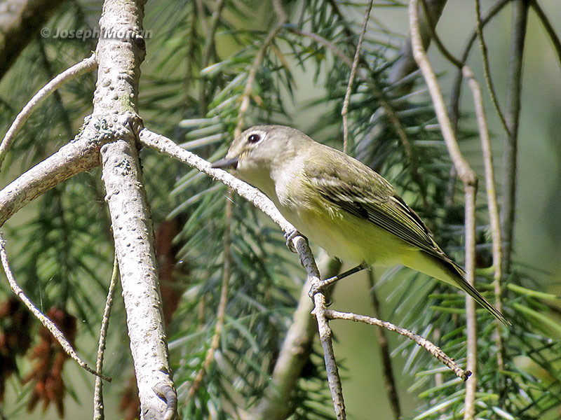 Cassin's Vireo (Vireo cassinii cassinii)