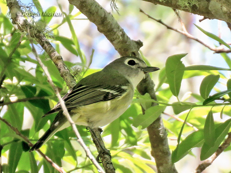 Cassin's Vireo (Vireo cassinii cassinii)