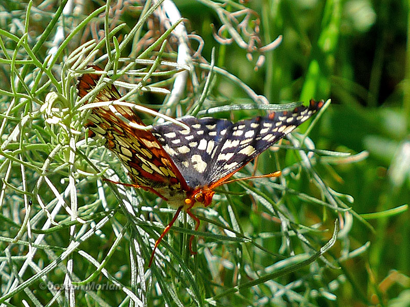 Variable Checkerspot (
Euphydryas chalcedona)