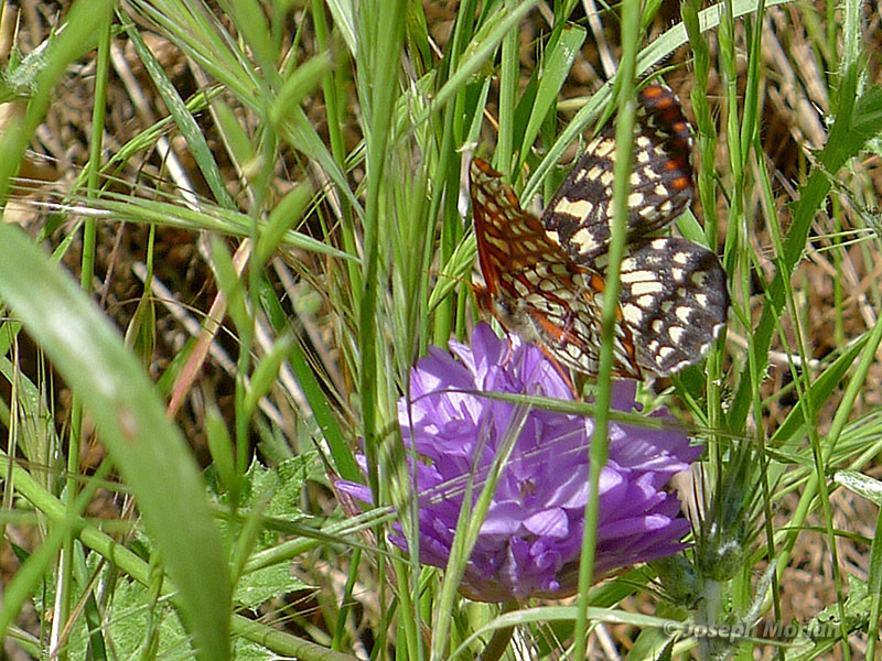 Variable Checkerspot (
Euphydryas chalcedona)