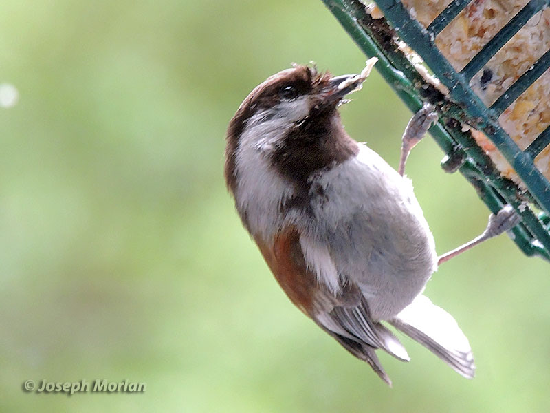 Chetnut-backed Chickadee (Poecile rufescens barlowi) 