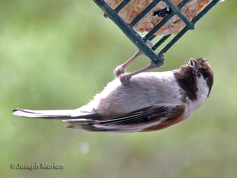 Chetnut-backed Chickadee (Poecile rufescens barlowi) 
