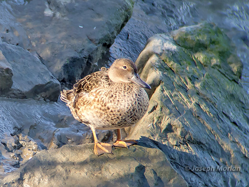 Cinnamon Teal (Spatula cyanoptera septentrionalium)
