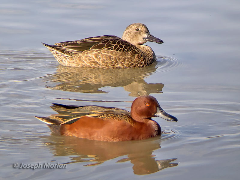 Cinnamon Teal (Spatula cyanoptera septentrionalium)