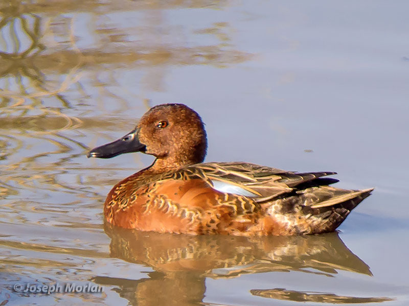 Cinnamon Teal (Spatula cyanoptera septentrionalium)