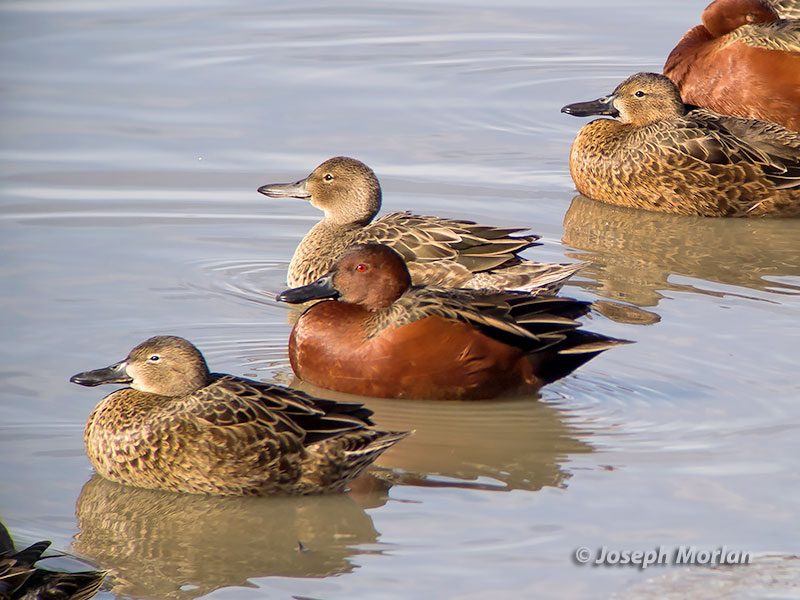 Cinnamon Teal (Spatula cyanoptera septentrionalium)