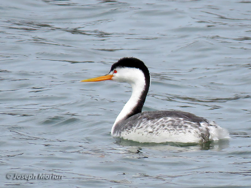 Clark's Grebe (Aechmophorus clarkii) 